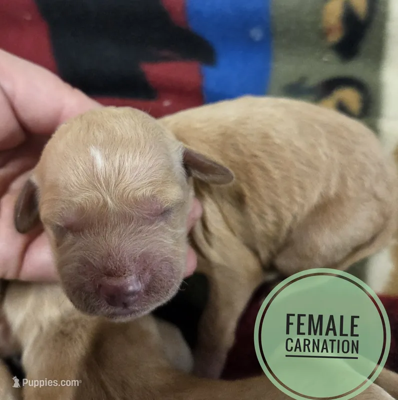 Carnation – Miniature Golden Retriever puppy for sale in Knoxville, IA
