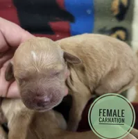 Carnation, a female Miniature Golden Retriever for sale in Knoxville, IA – 1 of 2