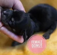 Donut long-haired , a female Miniature Dachshund for sale in Knoxville, IA – 2 of 2