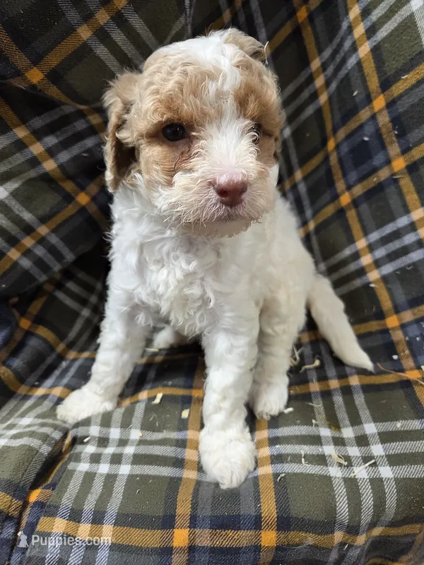 Diana  – Poodle - Miniature  puppy for sale in Knoxville, IA