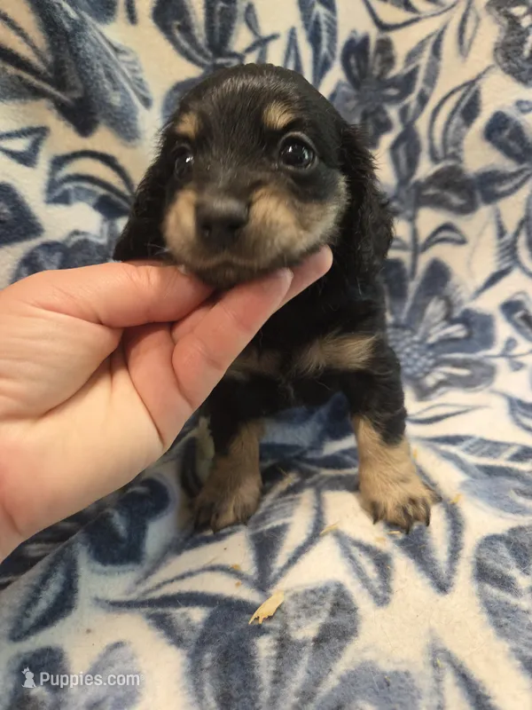 Donut long-haired  – Miniature Dachshund puppy for sale in Knoxville, IA