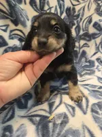 Donut long-haired , a female Miniature Dachshund for sale in Knoxville, IA – 1 of 4