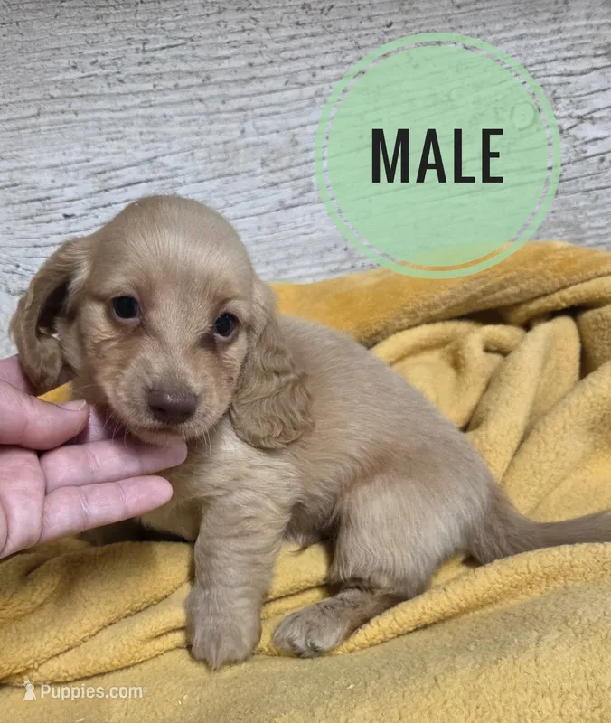 Burrito Long-haired  – Miniature Dachshund puppy for sale in Knoxville, IA