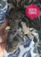 Gertie, a female Miniature Schnauzer for sale in Knoxville, IA – 2 of 2