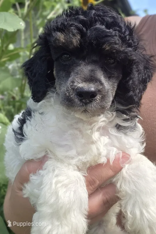 Charlie tri color  – Poodle - Miniature  puppy for sale in Knoxville, IA