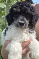 Charlie tri color , a male Poodle - Miniature  for sale in Knoxville, IA – 2 of 3