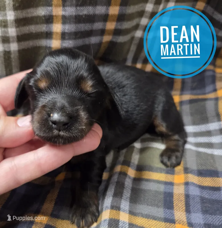 Dean Martin  Long haired  – Miniature Dachshund puppy for sale in Knoxville, IA