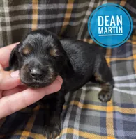 Dean Martin  Long haired , a male Miniature Dachshund for sale in Knoxville, IA – 1 of 2