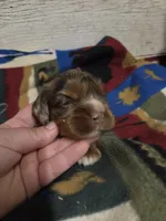 Smore , a male Cocker Spaniel for sale in Knoxville, IA – 2 of 3