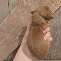 Strawberry long-haired , a female Miniature Dachshund for sale in Knoxville, IA – Photo 2 of 2