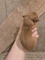 Strawberry long-haired , a female Miniature Dachshund for sale in Knoxville, IA – Photo 2 of 2