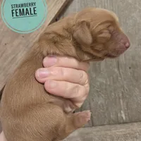 Strawberry long-haired , a female Miniature Dachshund for sale in Knoxville, IA – Photo 1 of 2