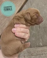 Strawberry long-haired , a female Miniature Dachshund for sale in Knoxville, IA – Photo 1 of 2