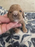 Trisket, a female Cockapoo for sale in Knoxville, IA – Photo 2 of 2
