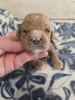 Trisket, a female Cockapoo for sale in Knoxville, IA – Photo 1 of 2