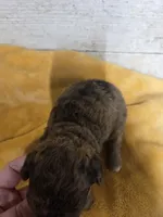 Marge, a female Miniature Aussiedoodle for sale in Knoxville, IA – 3 of 3