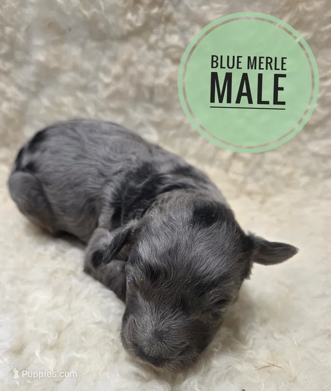 Bluey – Poodle - Miniature  puppy for sale in Knoxville, IA
