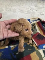 Bart, a male Miniature Aussiedoodle for sale in Knoxville, IA – 2 of 3