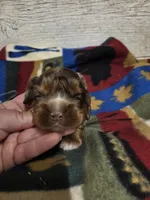 Smore , a male Cocker Spaniel for sale in Knoxville, IA – 3 of 3