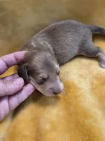 Toasty long-haired , a male Miniature Dachshund for sale in Knoxville, IA – 4 of 4