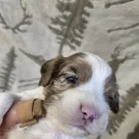 Frozen blue eyes!, a female Cocker Spaniel for sale in Knoxville, IA – Photo 2 of 4