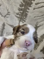 Frozen blue eyes!, a female Cocker Spaniel for sale in Knoxville, IA – Photo 2 of 4