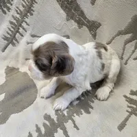 Frozen blue eyes!, a female Cocker Spaniel for sale in Knoxville, IA – Photo 4 of 4