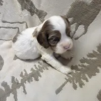 Frozen blue eyes!, a female Cocker Spaniel for sale in Knoxville, IA – Photo 3 of 4