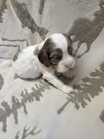 Frozen blue eyes!, a female Cocker Spaniel for sale in Knoxville, IA – Photo 3 of 4