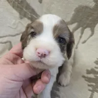 Frozen blue eyes!, a female Cocker Spaniel for sale in Knoxville, IA – Photo 1 of 4