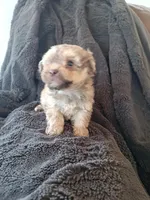 Liam , a male Havapoo for sale in Greencastle, PA – Photo 4 of 4