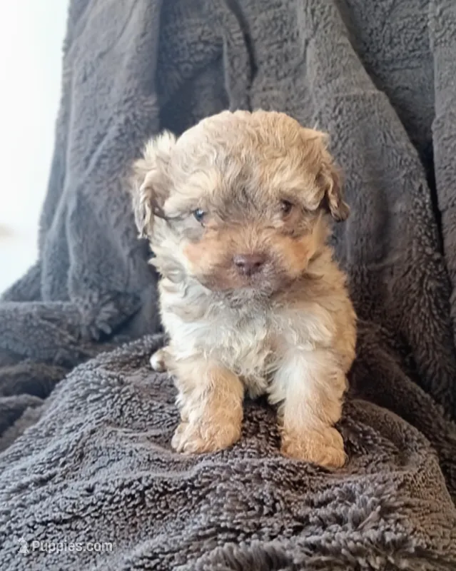 Liam  – Havapoo puppy for sale in Greencastle, PA
