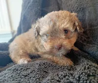 Liam , a male Havapoo for sale in Greencastle, PA – Photo 2 of 4