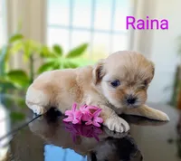Raina, a female Shihpoo for sale in Greencastle, PA – Photo 3 of 4