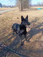 Czech Sarge , a male German Shepherd Dog for sale in Greencastle, PA – Photo 2 of 3