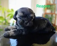 Reagen, a male Shihpoo for sale in Greencastle, PA – Photo 1 of 3