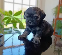 Reagen, a male Shihpoo for sale in Greencastle, PA – Photo 2 of 3