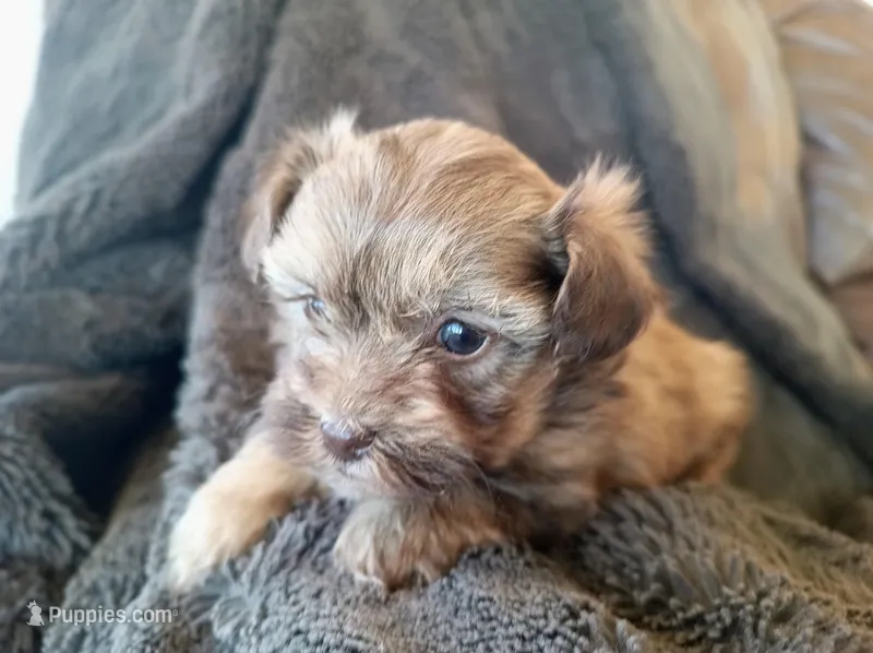 Lila, a female Havapoo for sale in Greencastle, PA – Photo 1 of 3