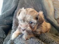 Lila, a female Havapoo for sale in Greencastle, PA – Photo 1 of 3