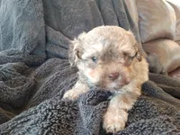 Lila, a female Havapoo for sale in Greencastle, PA – Photo 2 of 3