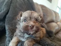 Lila, a female Havapoo for sale in Greencastle, PA – Photo 3 of 3