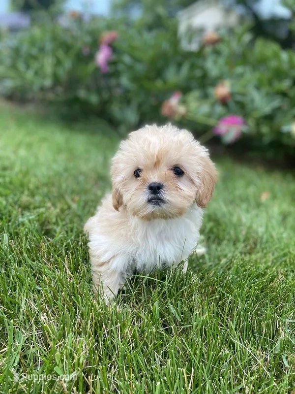 Raina, a female Shihpoo for sale in Greencastle, PA – Photo 1 of 4