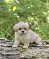 Raina, a female Shihpoo for sale in Greencastle, PA – Photo 2 of 4