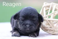 Reagen, a male Shihpoo for sale in Greencastle, PA – Photo 3 of 3