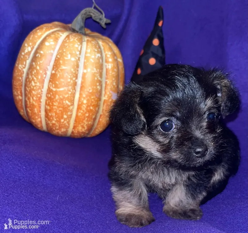 Boo-ky  – Chipoo puppy for sale in Endicott, NY