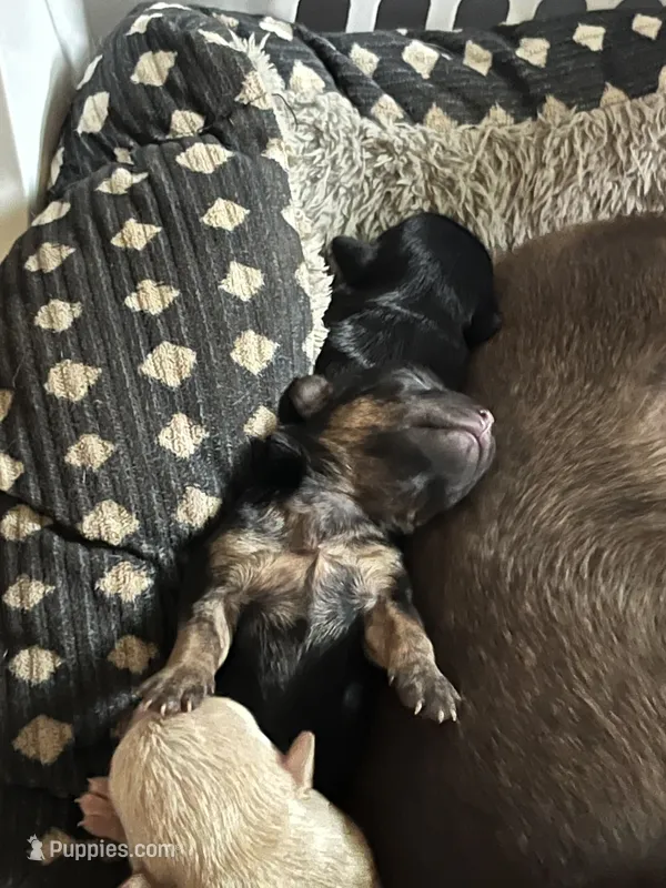 Boo-ky  – Chipoo puppy for sale in Endicott, NY