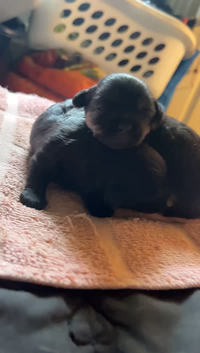 Hoo-ky, a female Chipoo for sale in Endicott, NY – 2 of 2