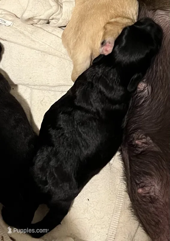 Hoo-ky – Chipoo puppy for sale in Endicott, NY