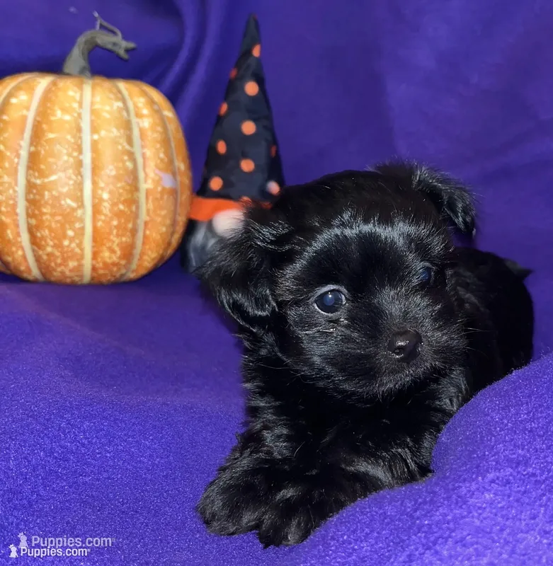 Hoo-ky – Chipoo puppy for sale in Endicott, NY
