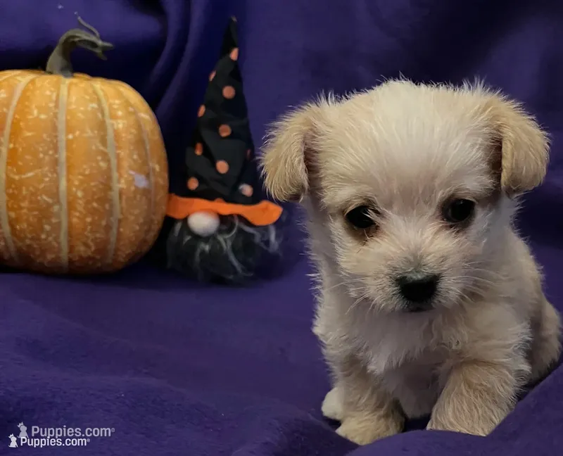 Spooky – Chipoo puppy for sale in Endicott, NY